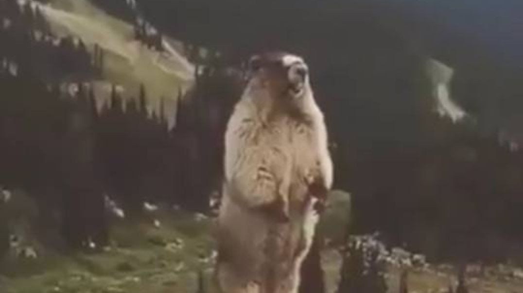 Screaming Beaver Meme Template Video Download