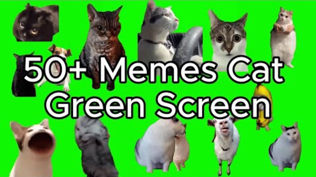 Cat Green Screen Meme Download