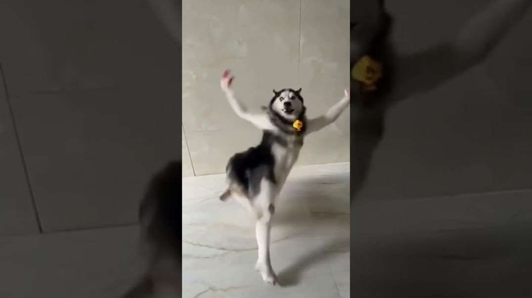 Ai Husky Dancing Viral Meme Template Download